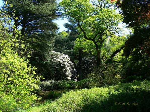 Bois des Moutiers (252) Mai 2012
